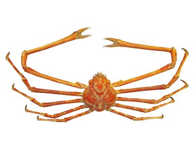 A reddish Japanese giant crab with eight thin, long legs. Measured from one leg tip to the next, these crabs can reach up to 3.5 metres in length.
